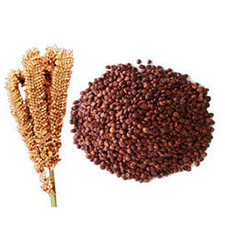 MILLET (MTAMA)/kg TZS 2,800