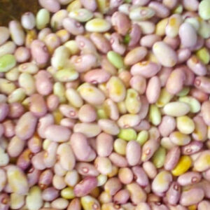 FRESH BEANS (maharage mabichi)/KG TZS 8,000