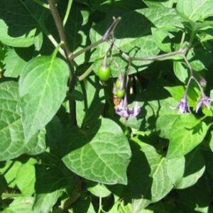 LEAVES (MAJANI YA KUNDE)/bunch TZS 700