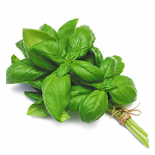BASIL/bunch TZS 1,500