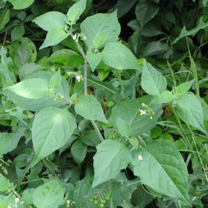 LEAVE MNAVU/bunch TZS 700